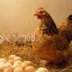 چگونه تولید تخم مرغ بالایی داشته باشیم