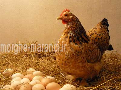 چگونه تولید تخم مرغ بالایی داشته باشیم