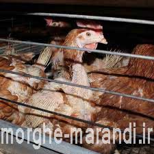 علایم خستگی مرغان تخمگذار در قفس