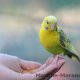 روش های نگه داشتن پرنده در دست
