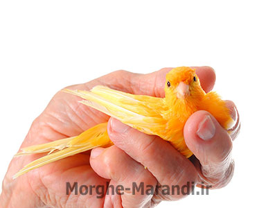 نگهداری پرنده به عنوان حیوان خانگی