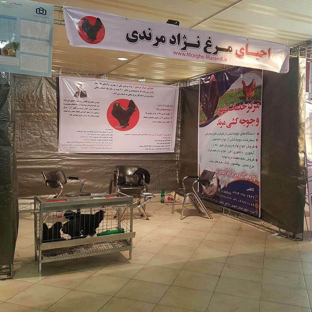 شرکت مرغ مرندی در نمایشگاه فناوری ربع رشیدی در محل نمایشگاه بین المللی تبریز