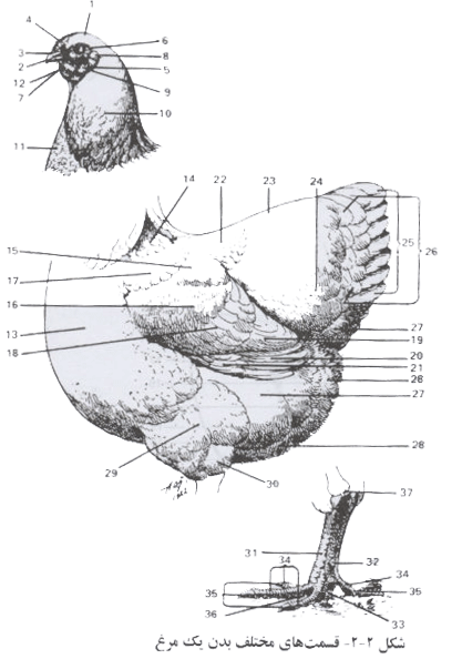 قسمت های مختلف بدن یک مرغ