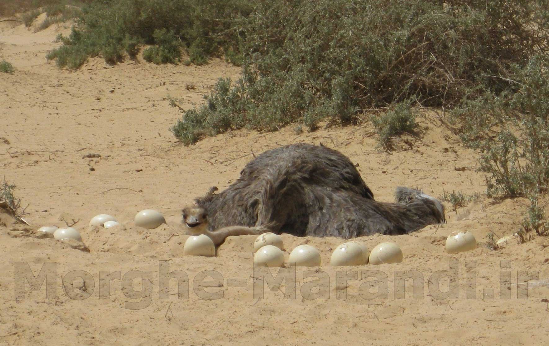 پرورش شتر مرغ در مناطق گرمسیری
